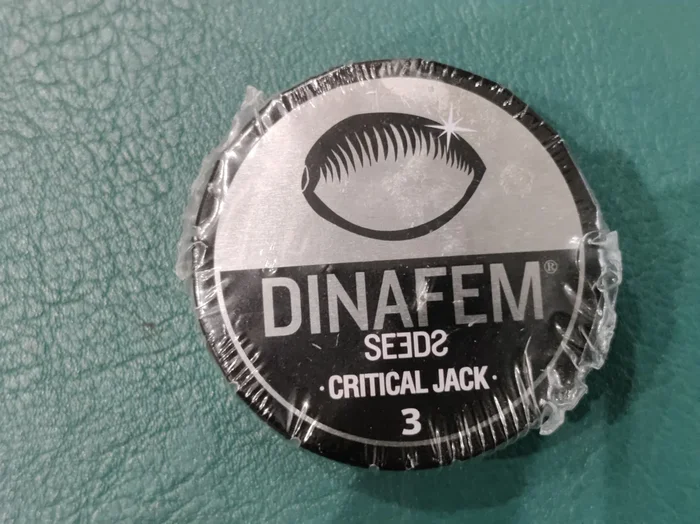 Critical Jack x3 – Dinafem