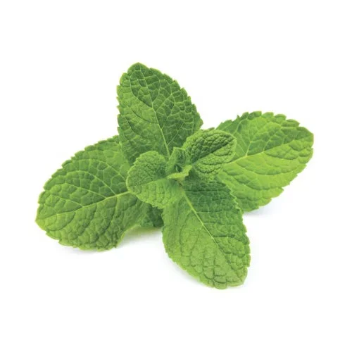 Mint 10ml (Scent) (Atmos Lab)